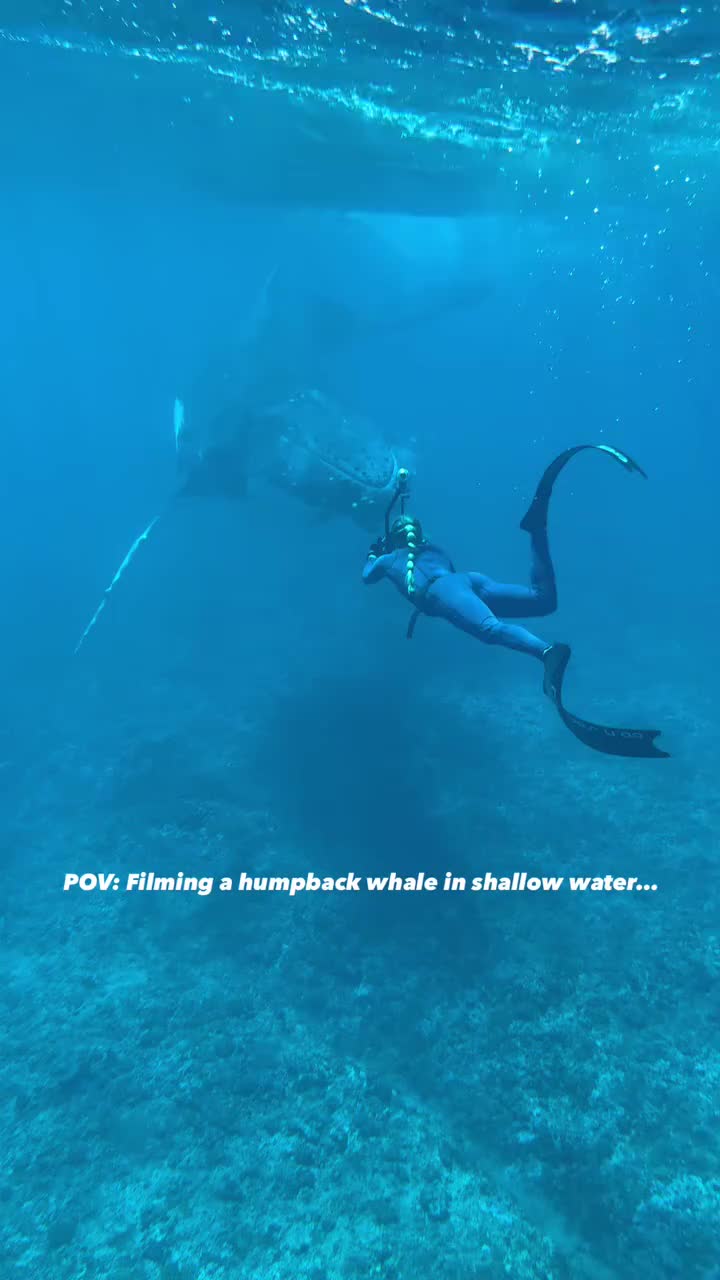 @Whale - life in ocean
