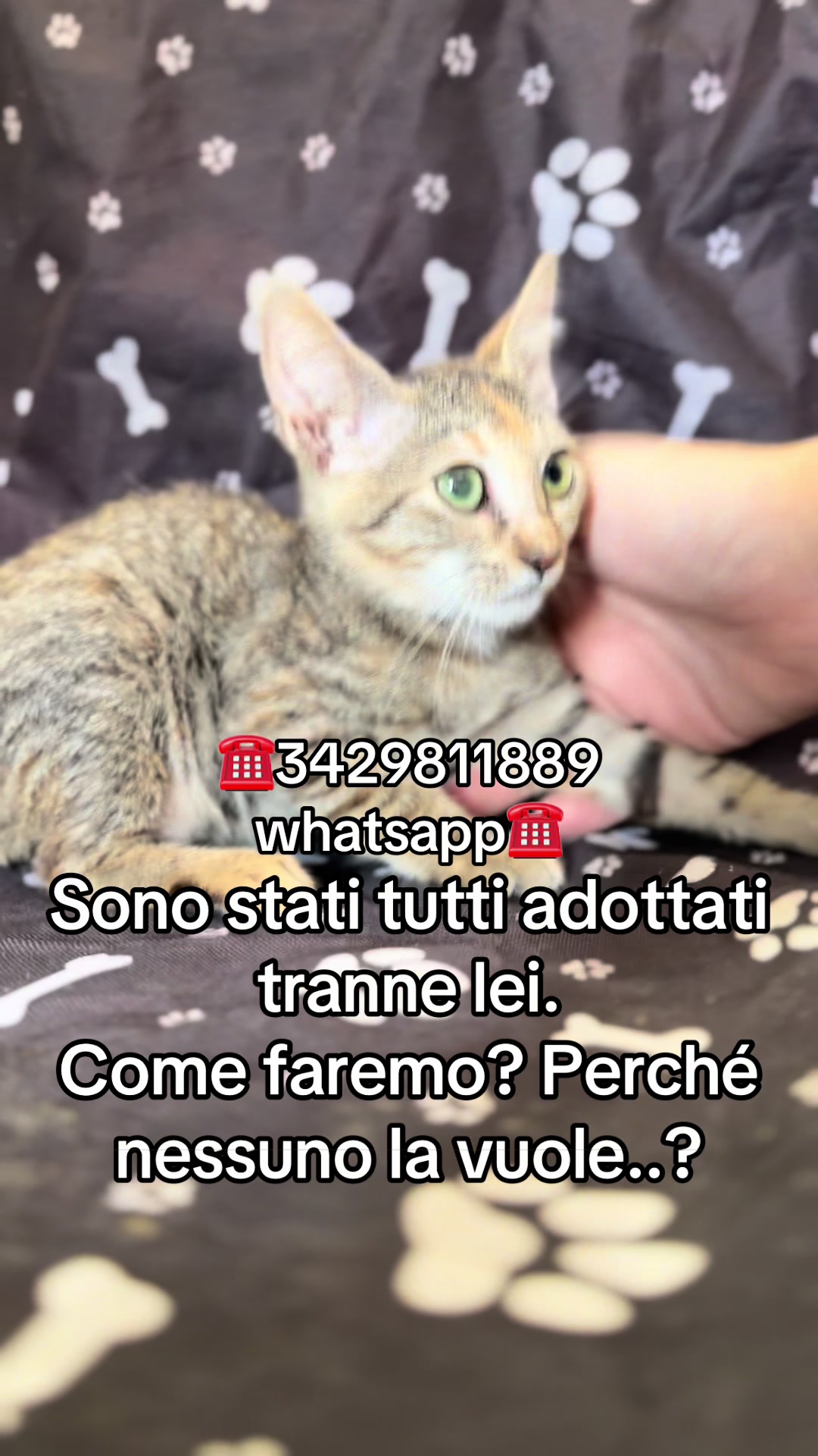 @ZampAmici💚