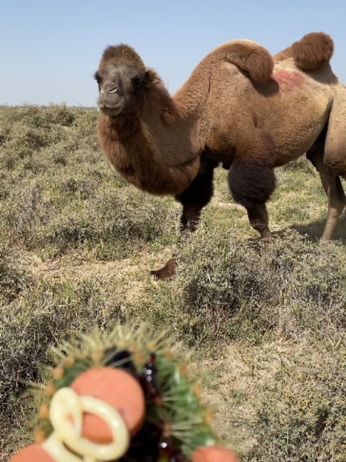 @Gislason Camel