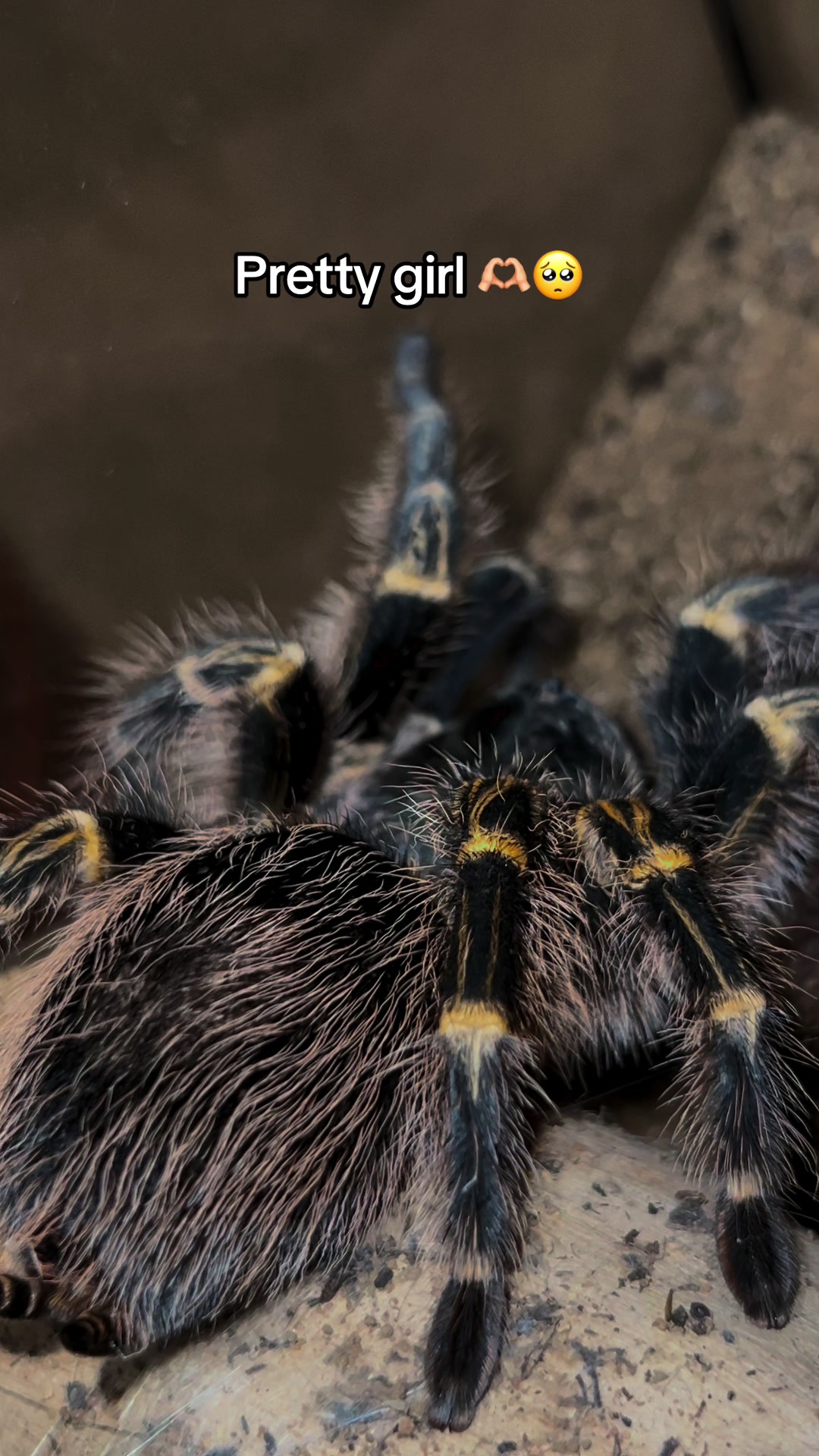 @The Tarantula twins 🕷️
