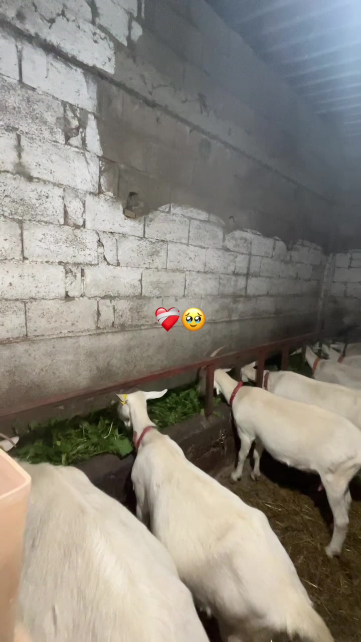 @Goat Farme🐐❤️