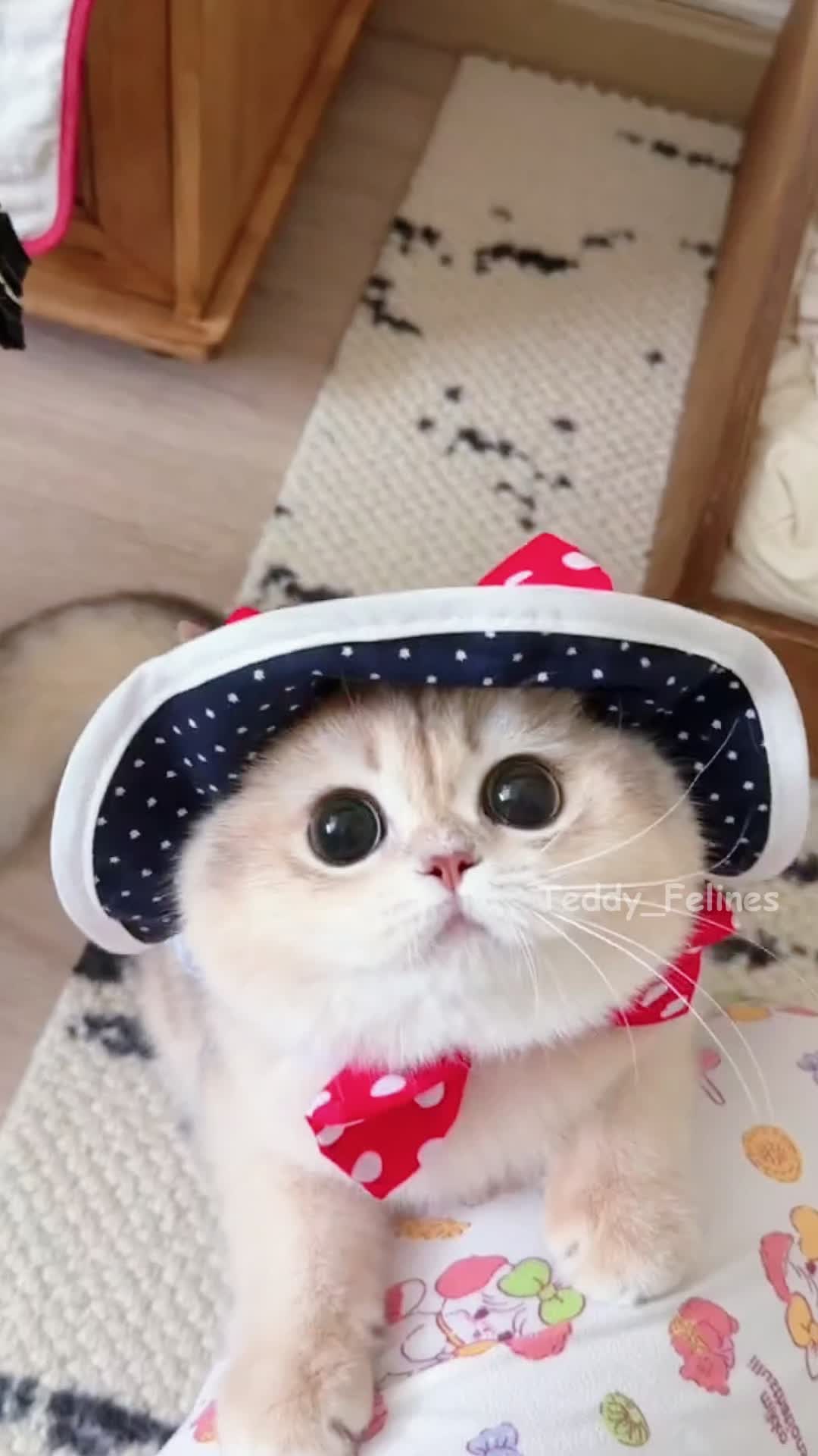 @Teddy_Felines 🧸🐾