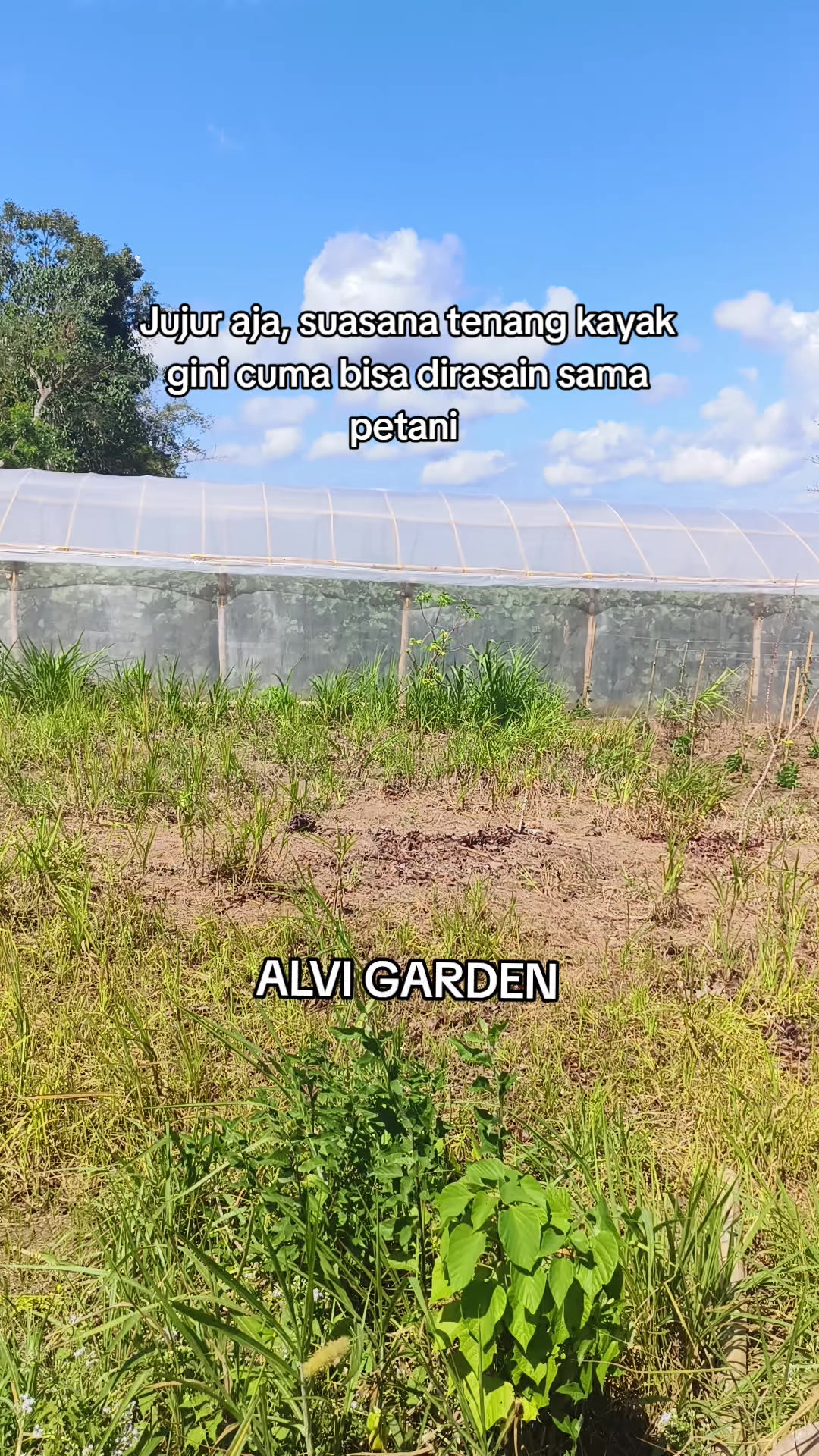 @Alvi Garden