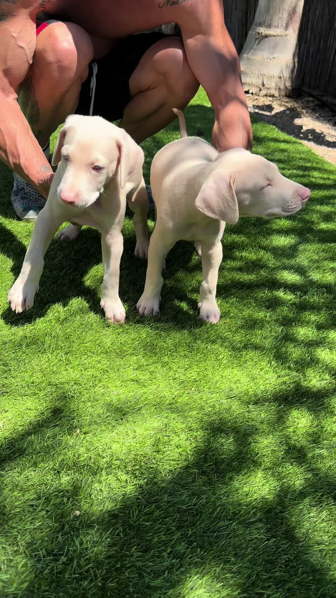 @Mascotas ,cachorritos bonitos