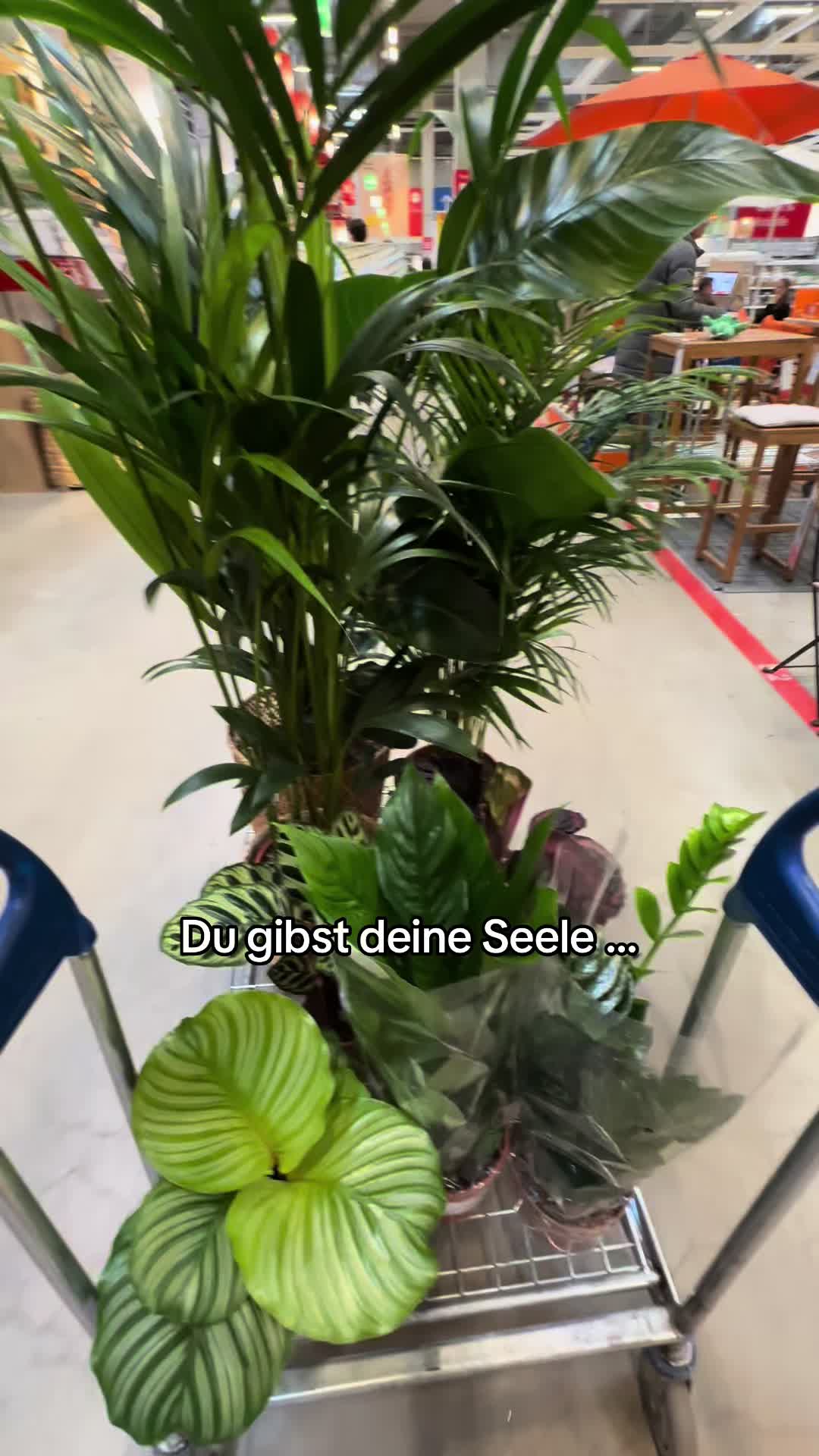 @Mandana