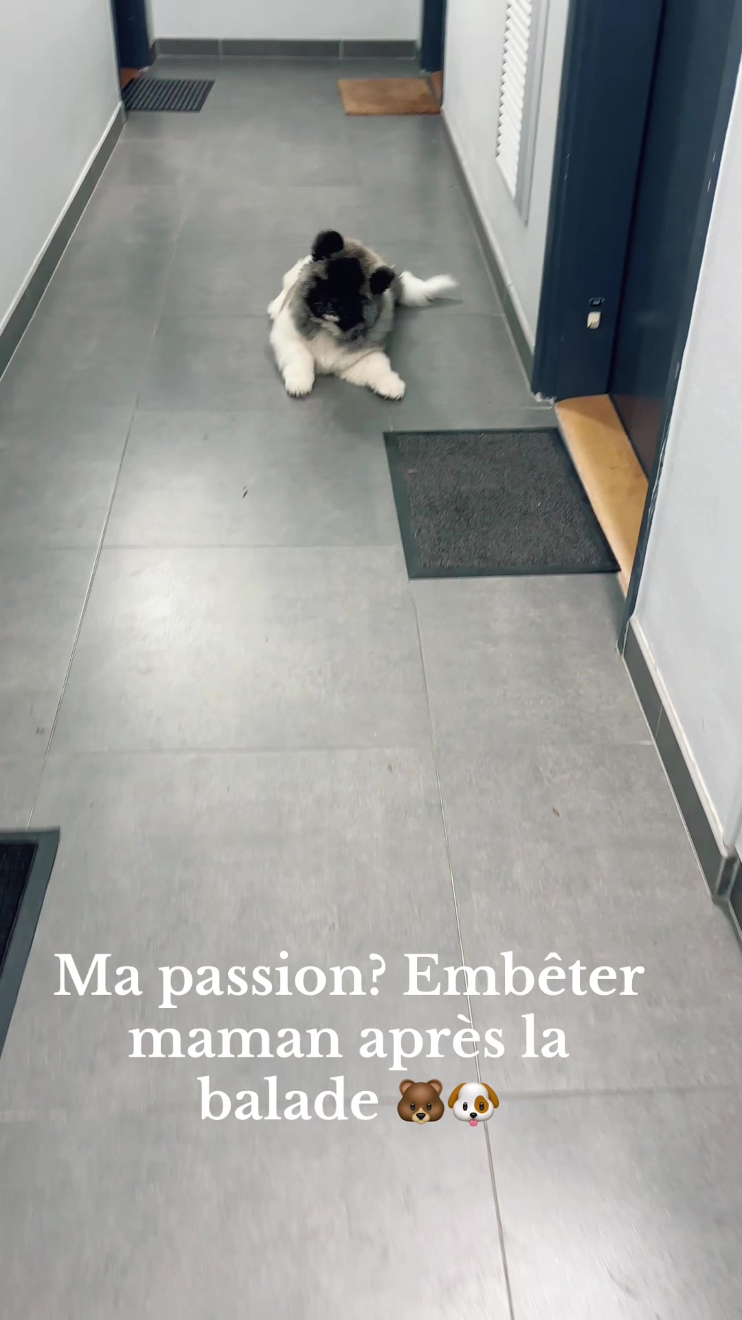 @Moon 🐶🐼🐾