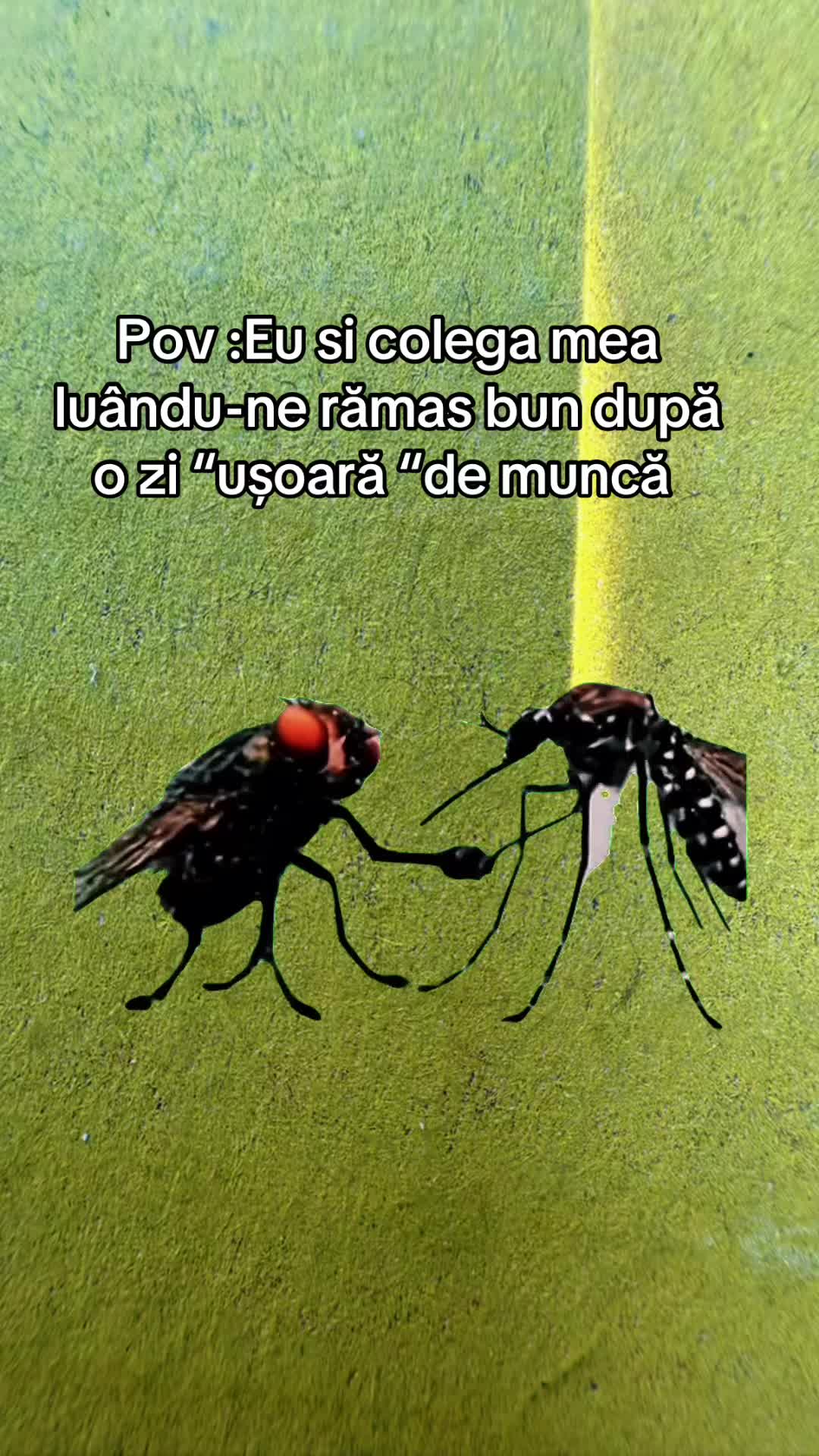@Ancaaaaa🧚🏻