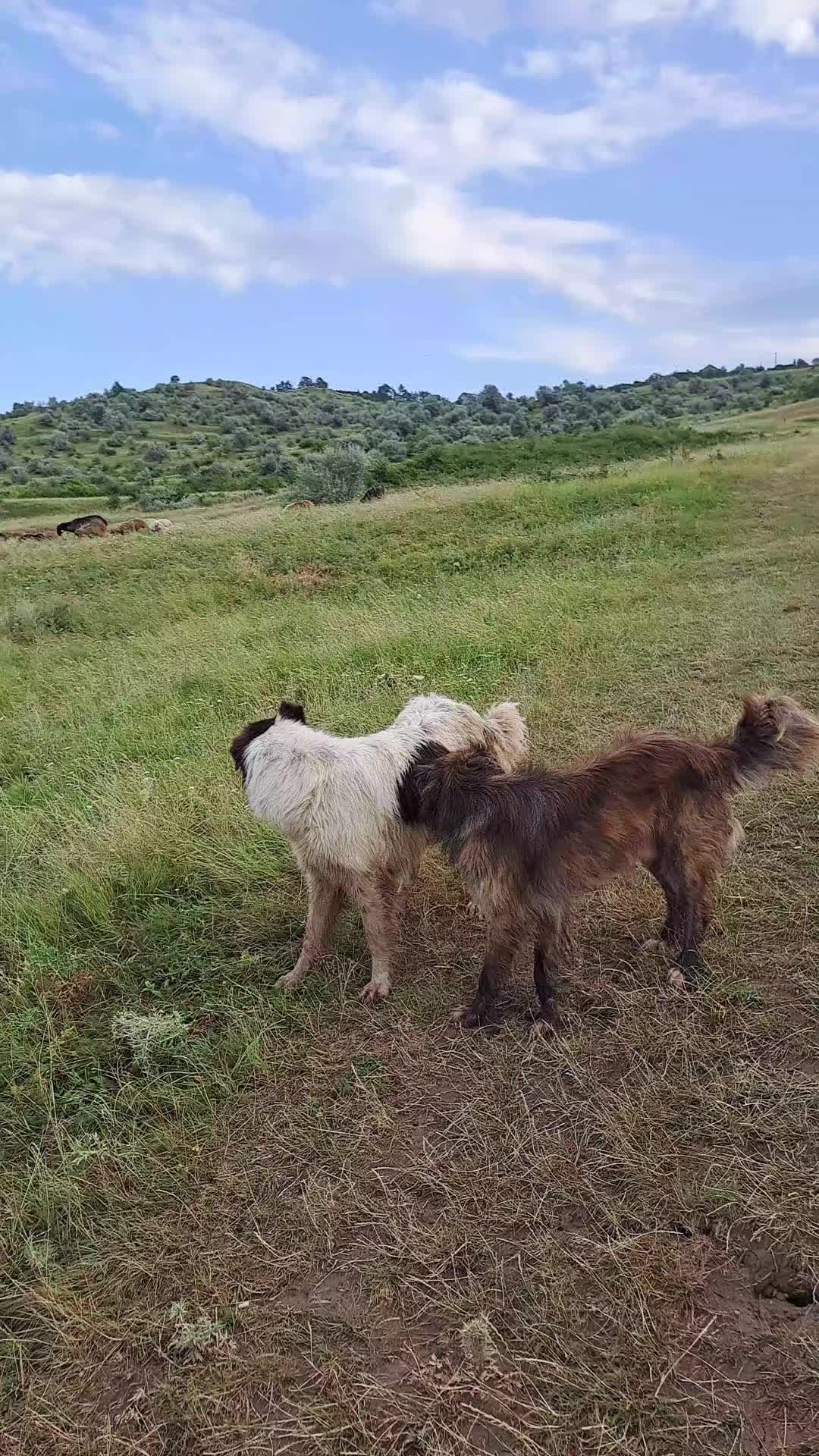 @Dascãlu Flöriñ