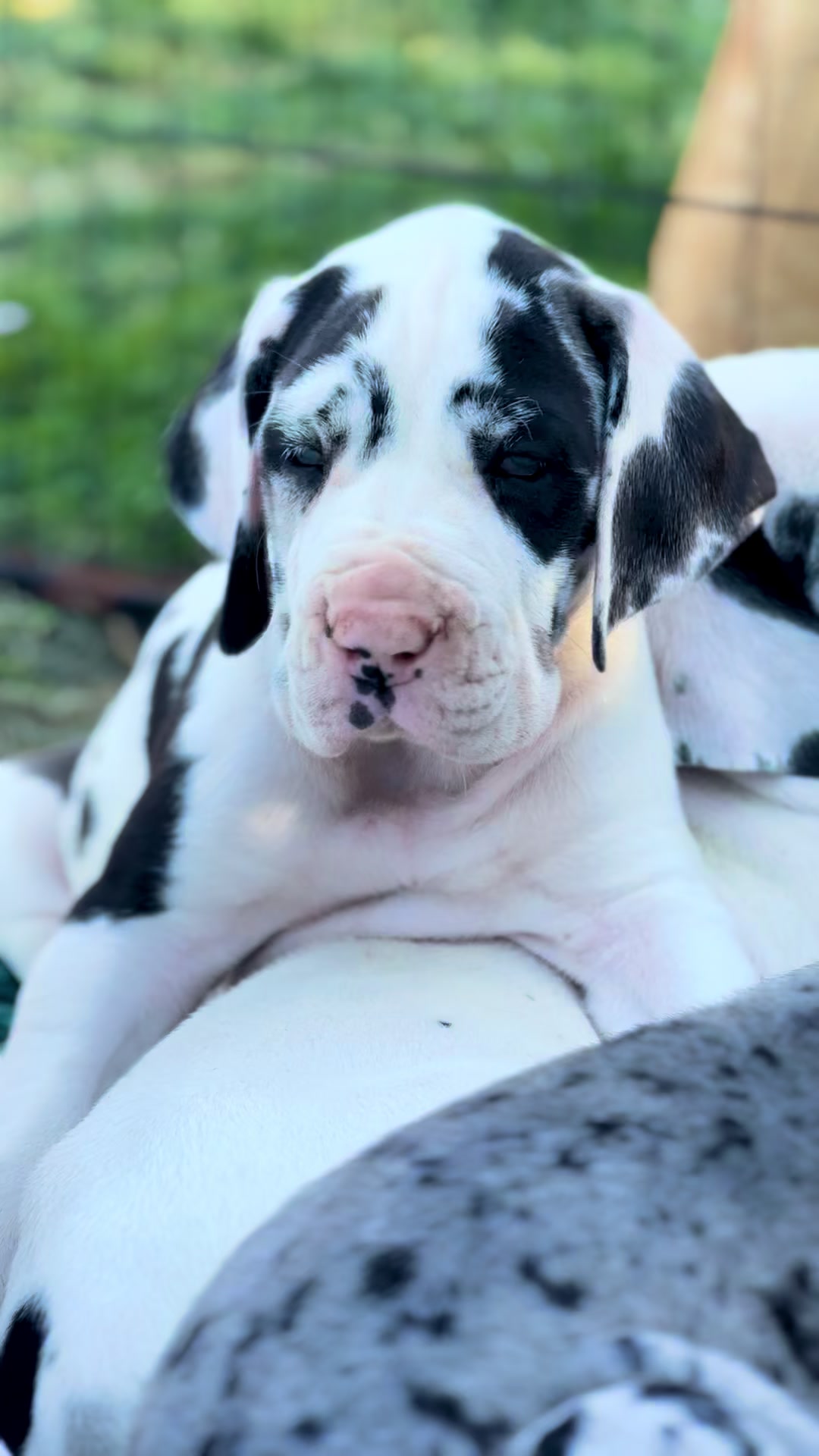 @Dеlмаdоg 🐾