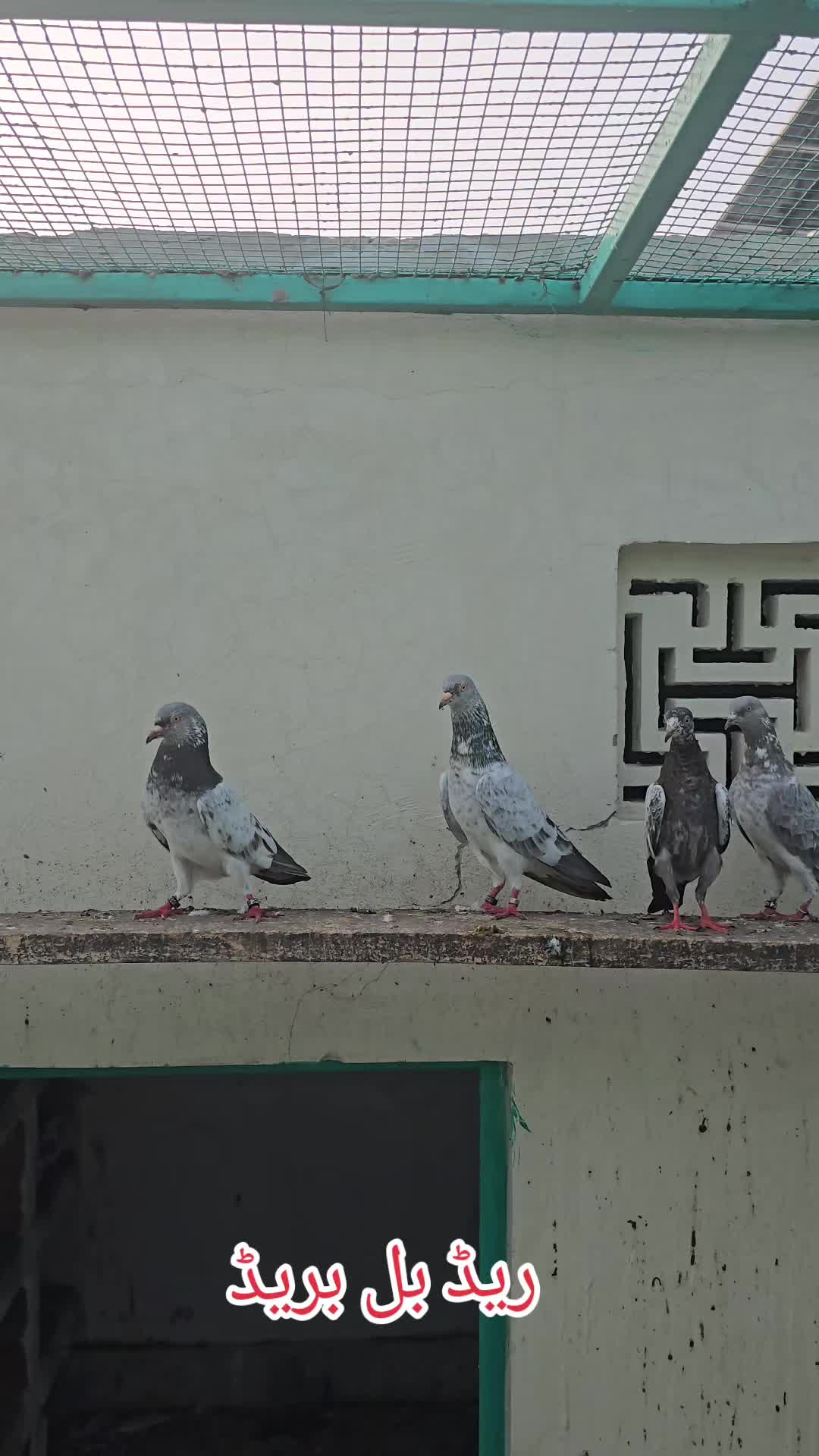 @Malik Mohkam khokhar