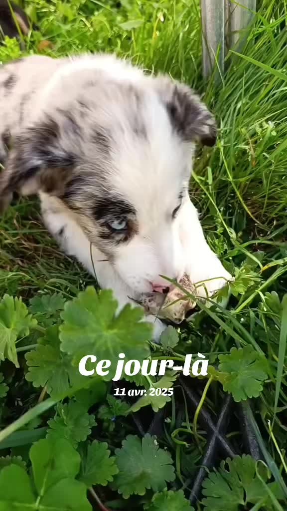 @Ludivine 🐶🐮