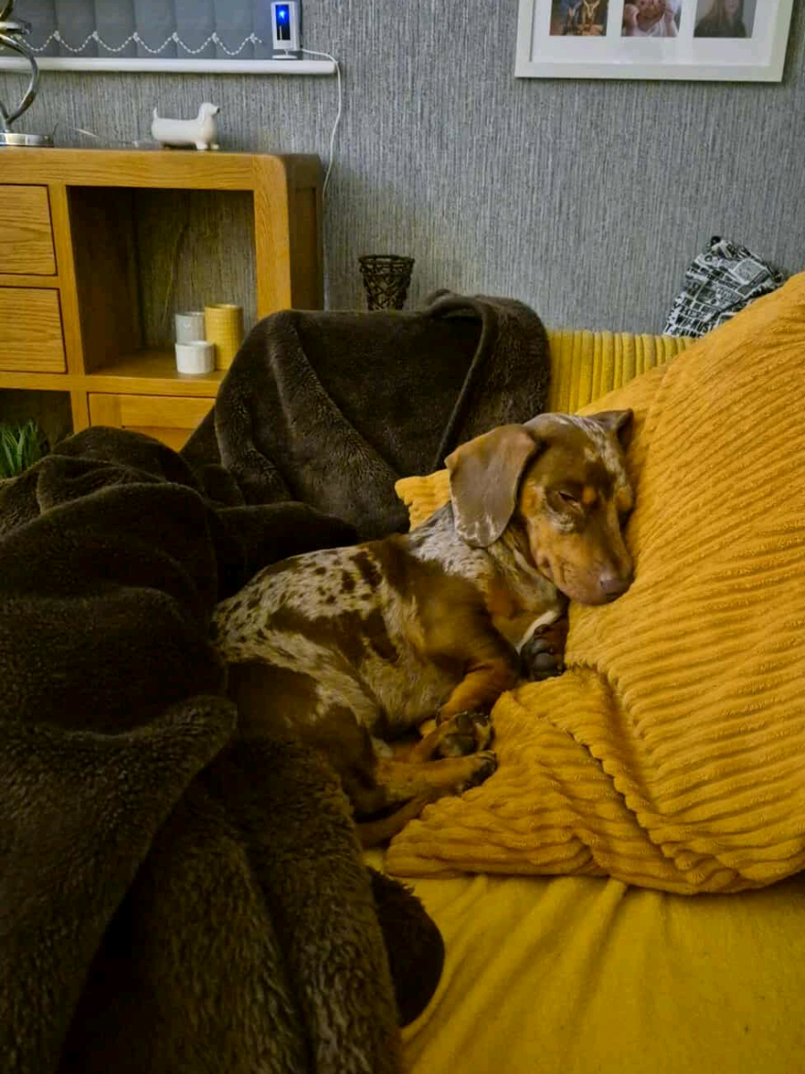 @Choritzo chipolata🐾
