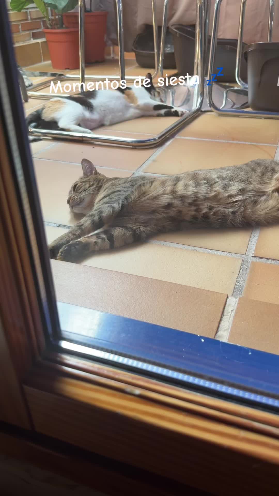 @PompeyayCat