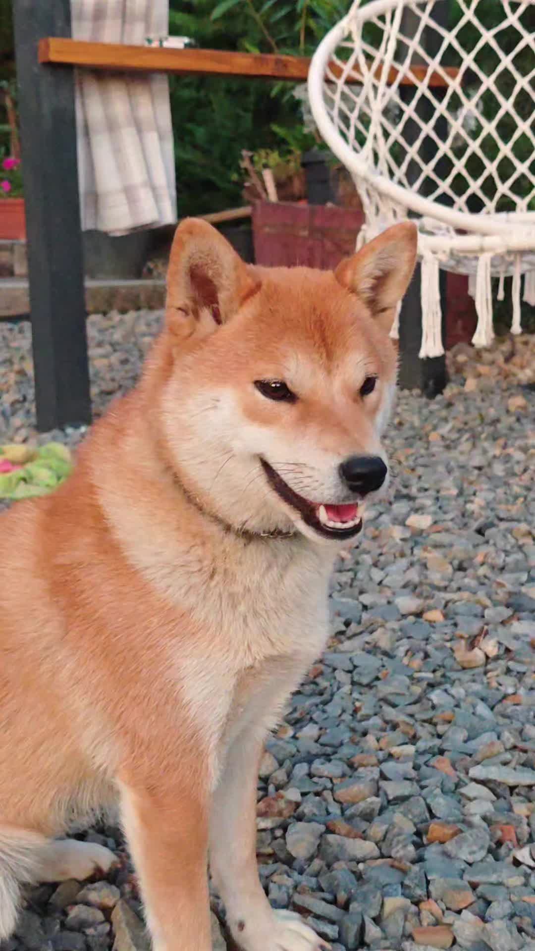 @Spirit of Asia Kennel