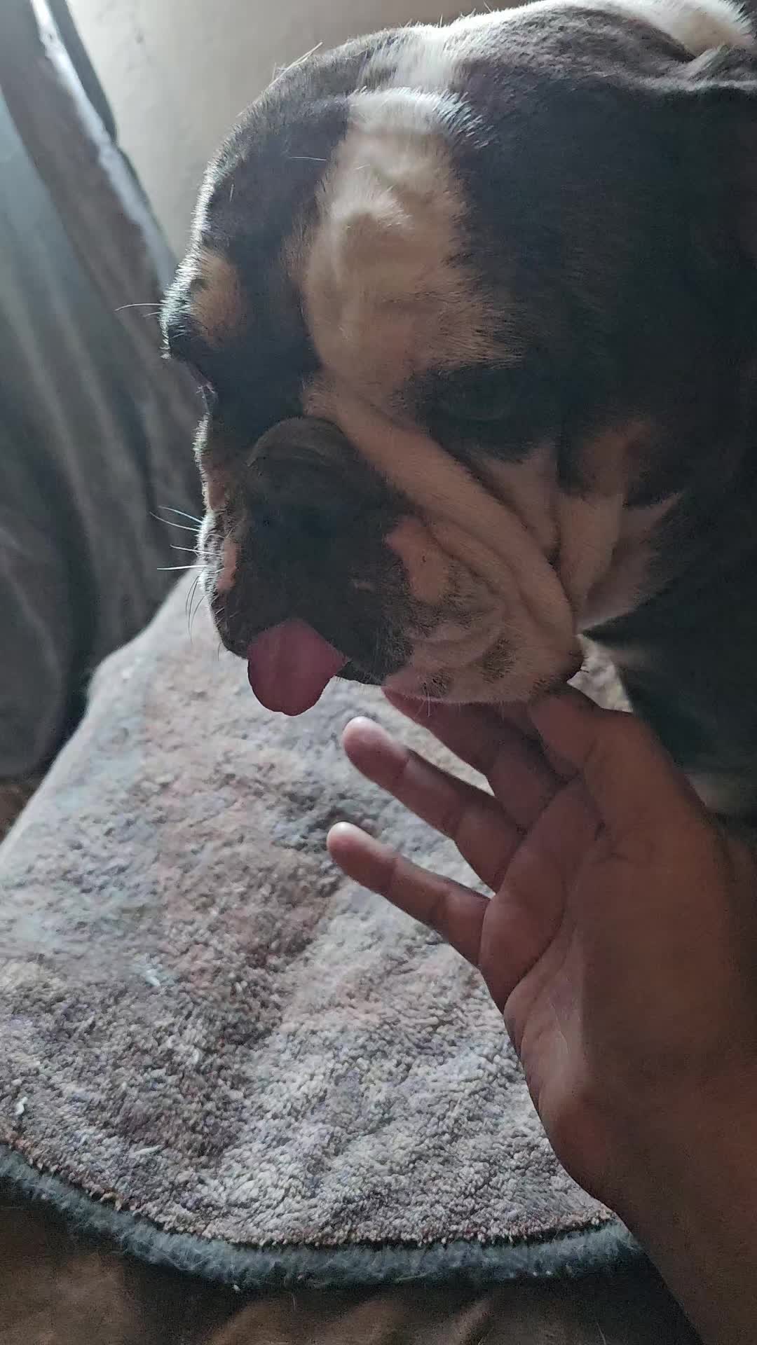 @Sonia&Rosieroo♥️🐾