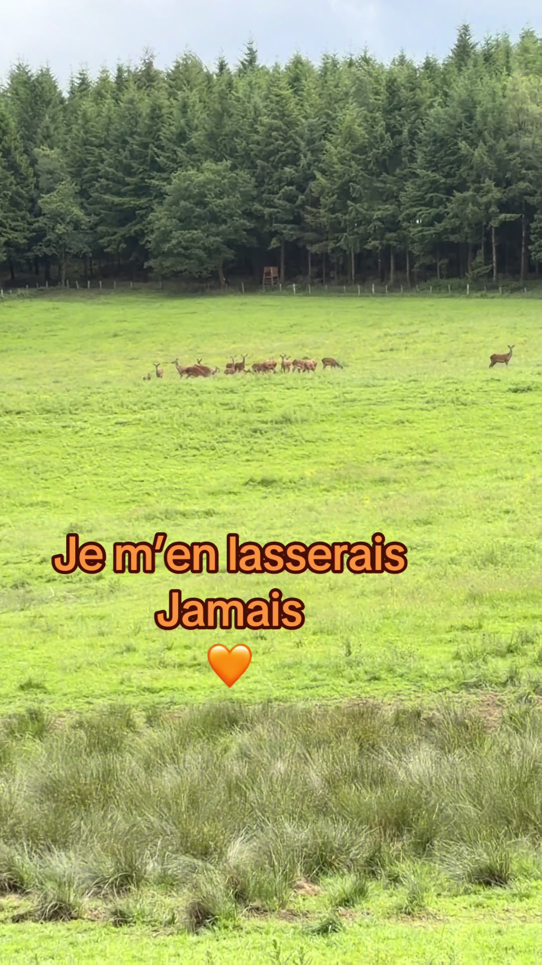 @micka 🐗
