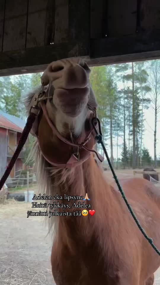 @Ponirannan talli🇫🇮🐎
