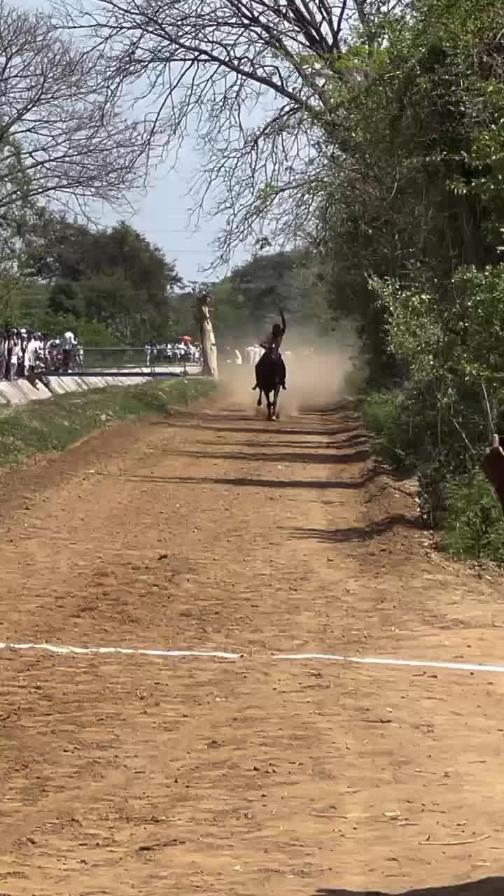 @🏇 MARWARI HORSE RACING 🏇