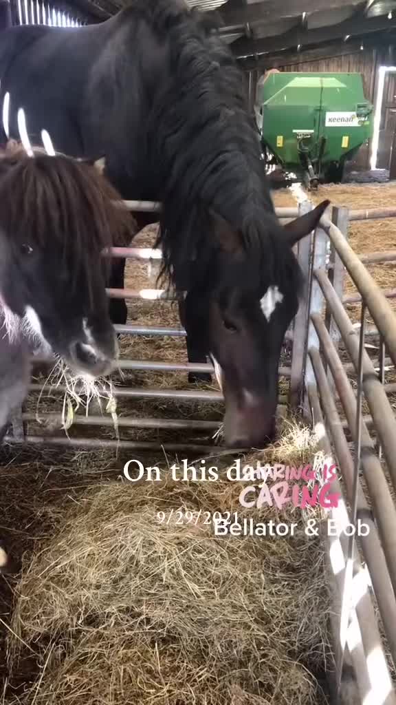 @Paula&rsquo;s Farm