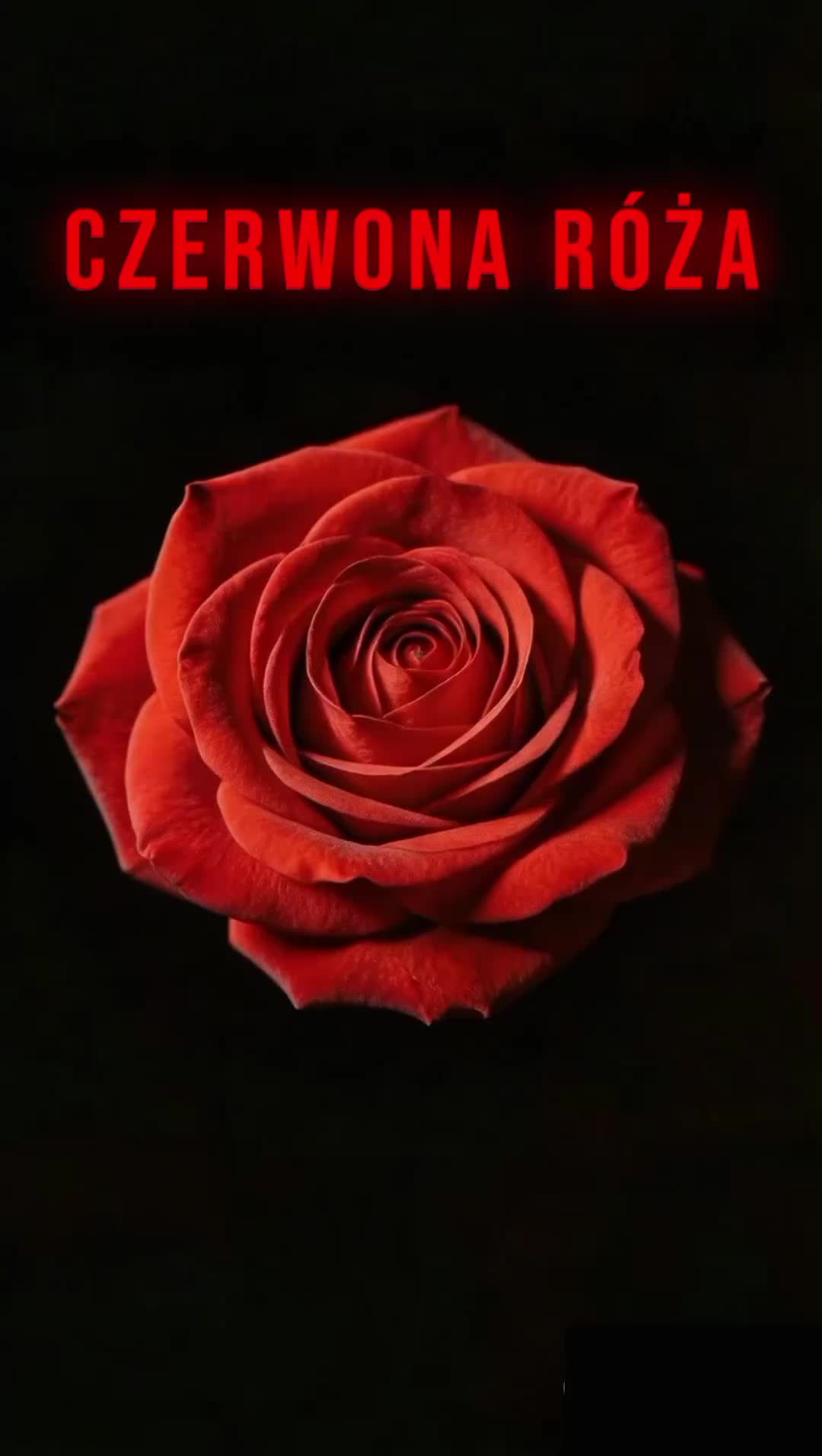@Darkmirrorart