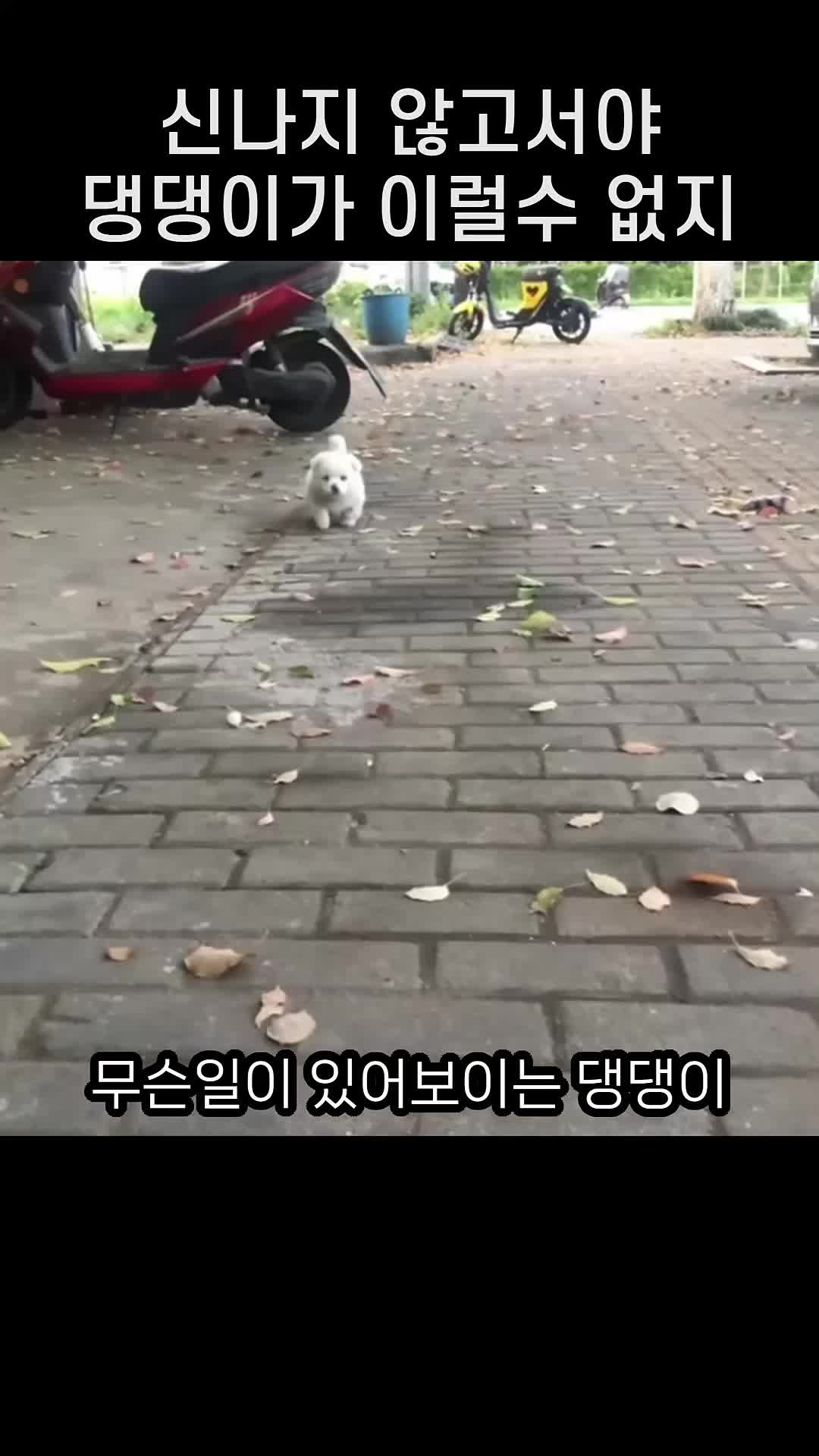 @짱아까미