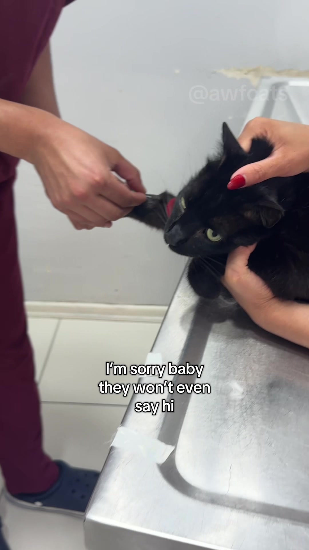 @AWF Cats