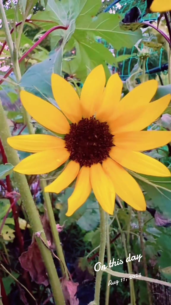 @My Everchanging Garden