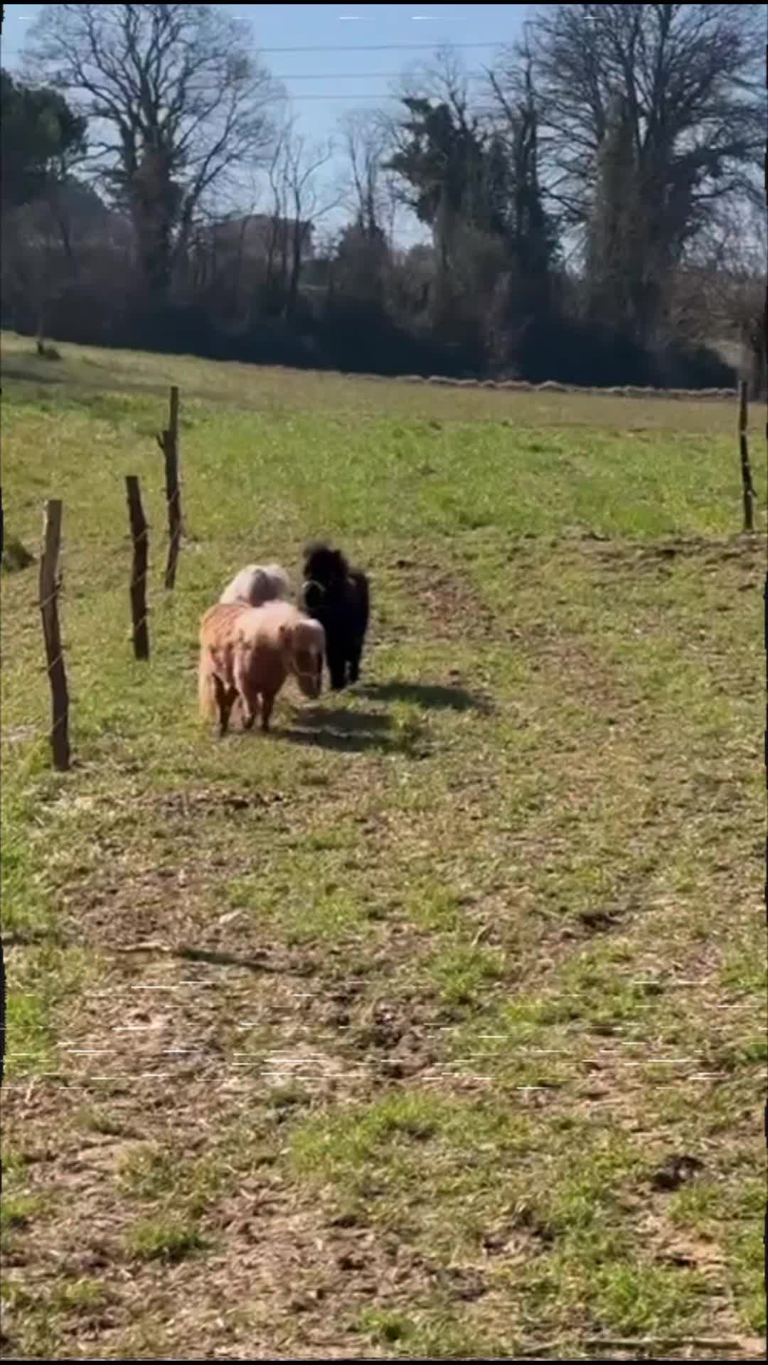 @joep.allevamentominipony