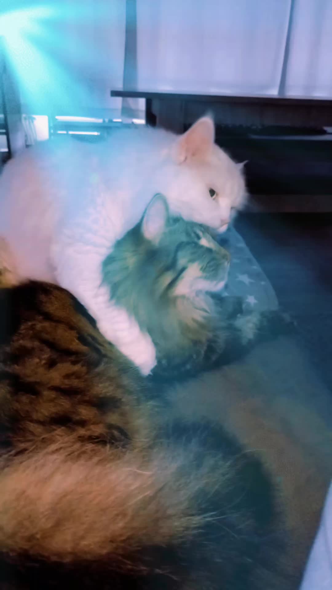 @Lucky Cats