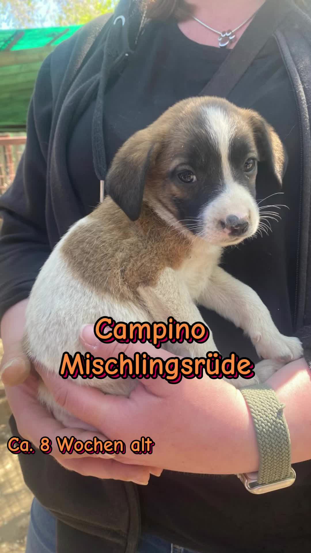 @Hundehilfe Bakony e.V.