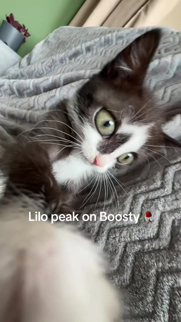@Lilo the kitty