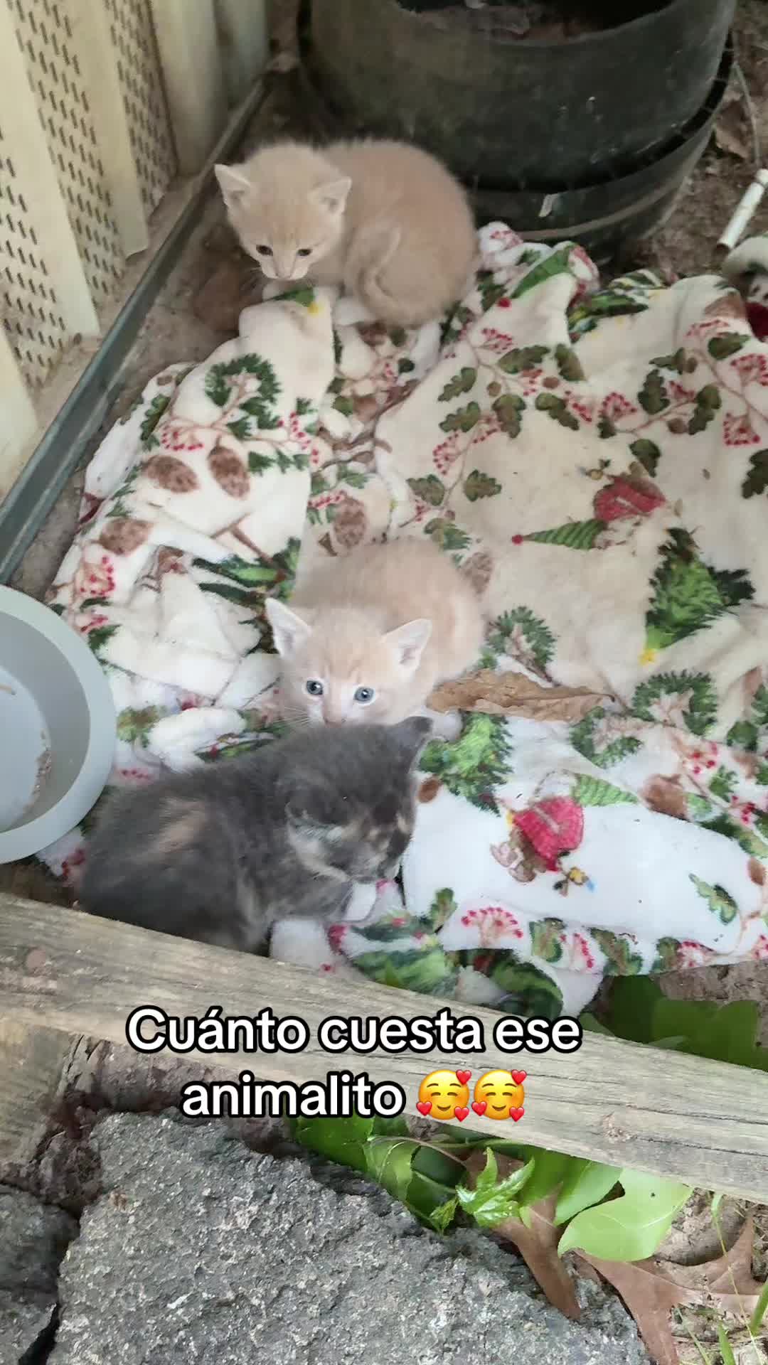 @🇲🇽&spades;️✦❤️✦ 💸ĔĎĨŤĤ &spades;️ ✦❤️✦🇲🇽