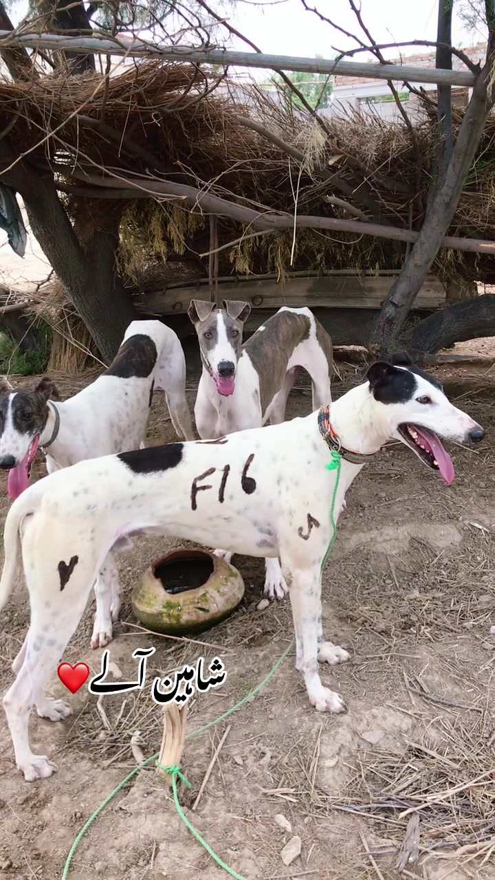 @شاہین گروپ آلہ🤟🔥F-16