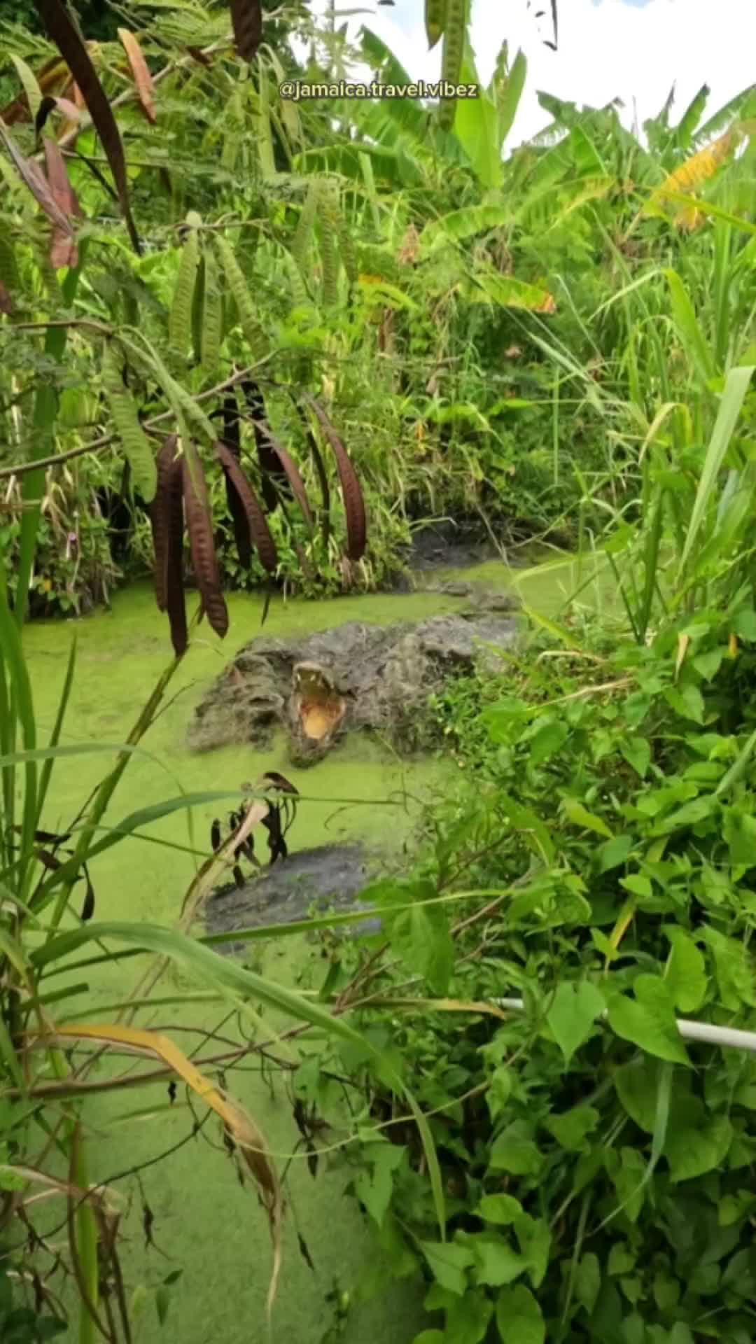 @Adventure Guy 𝗖𝗝𝗕🇯🇲