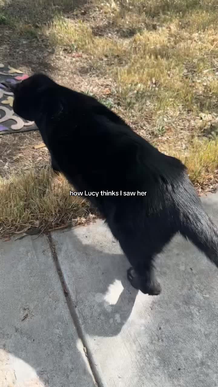 @🦭
