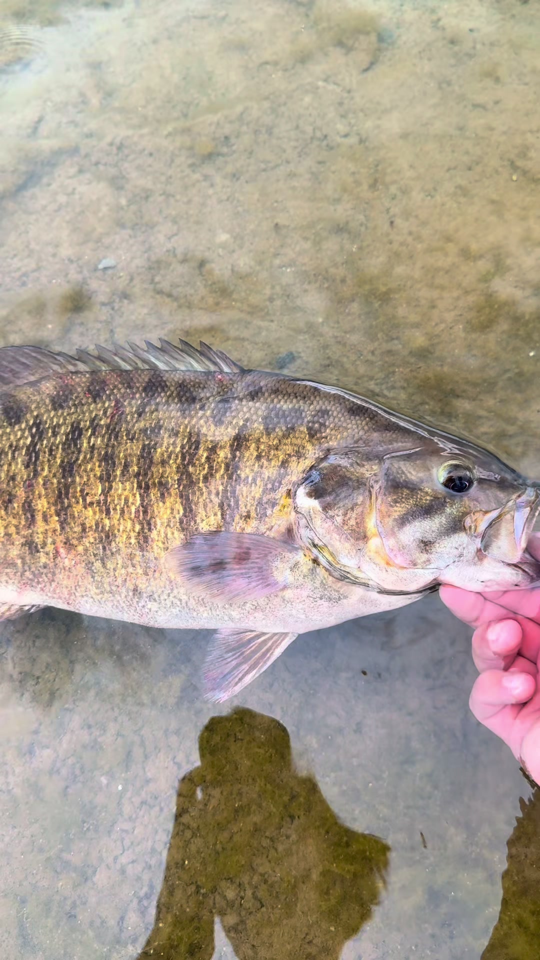 @FishGuy