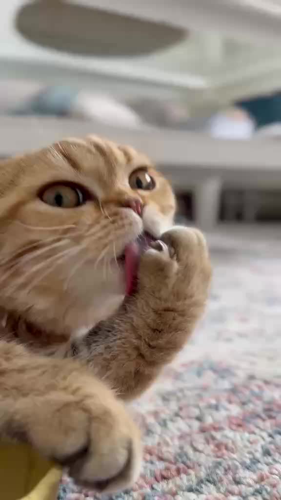 @British Cat Frendi 🐈