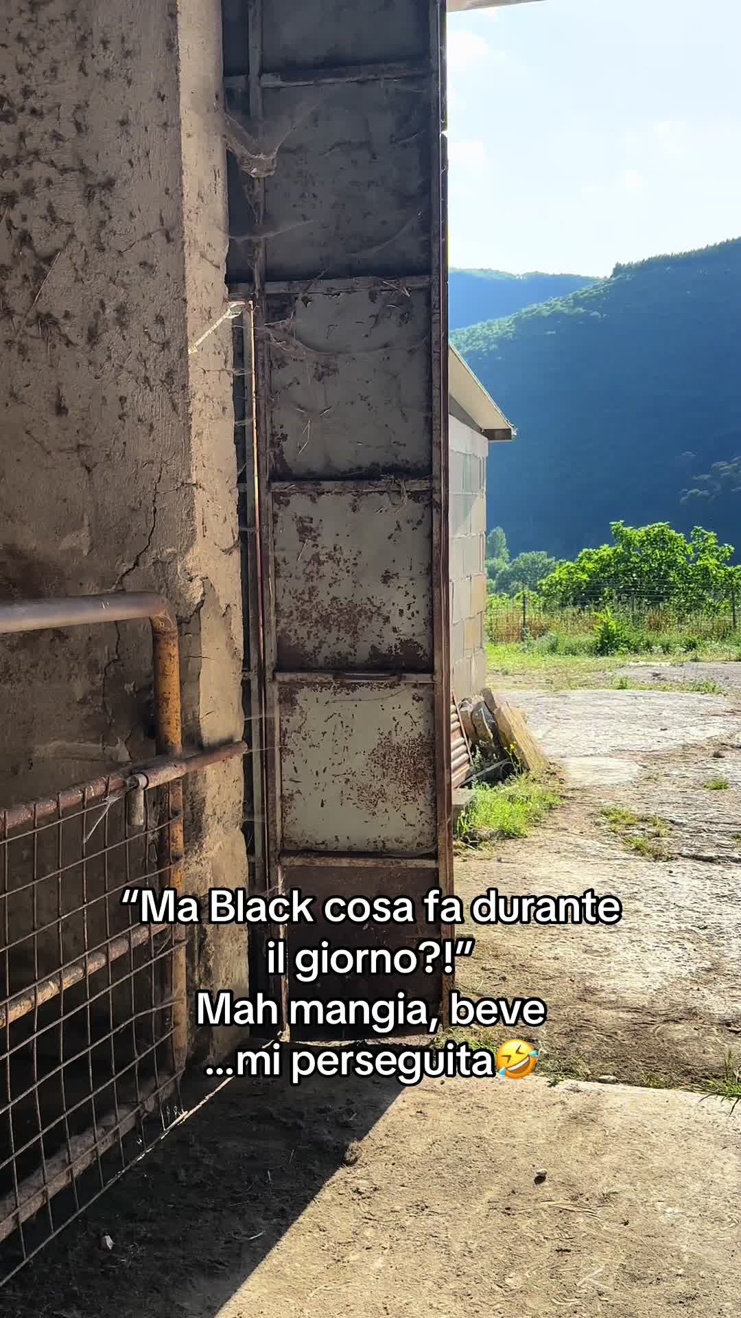 @black_the_friesian