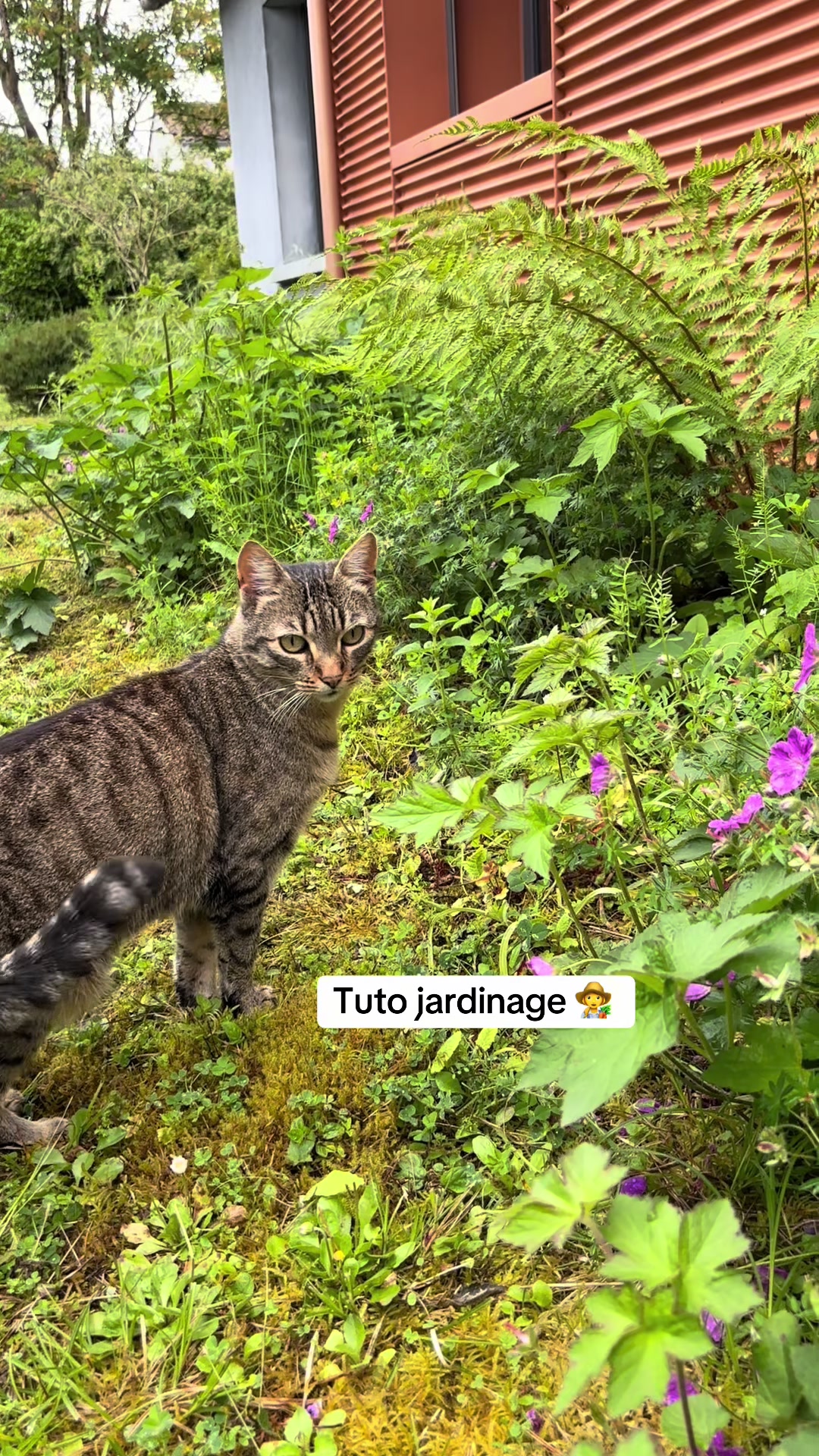 @Bulle la chatte 🐈