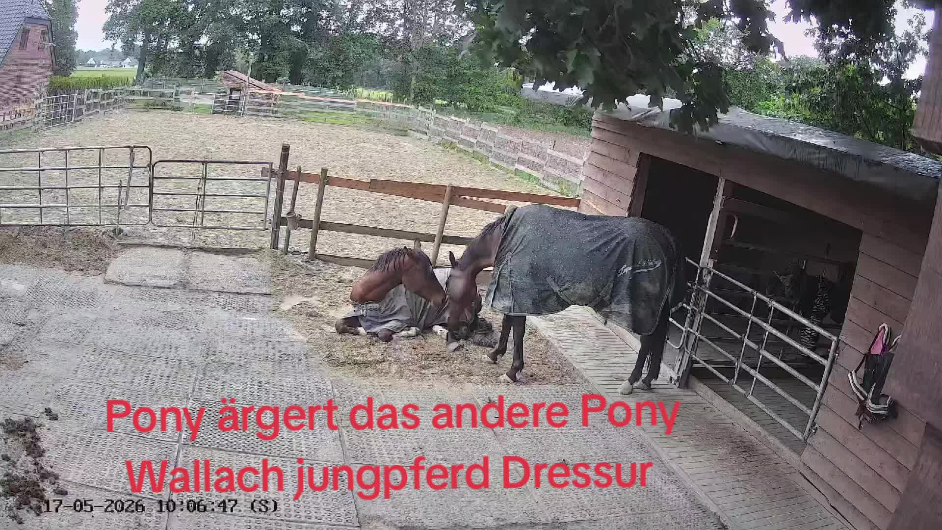 @Steffis_horse_world