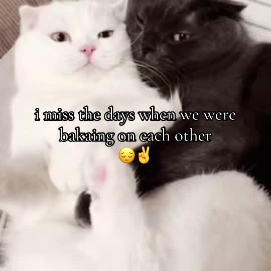@vrodie4244