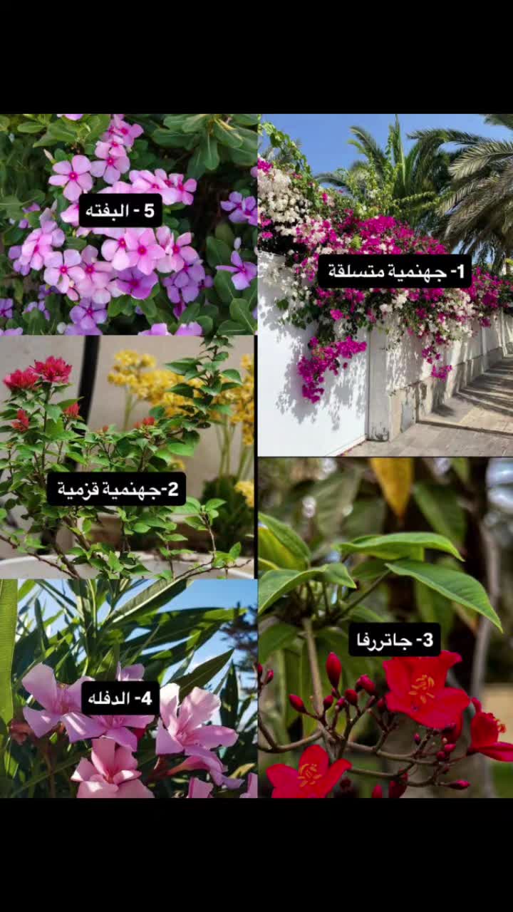 @استاذ علي تصاميم حدائق منزلية