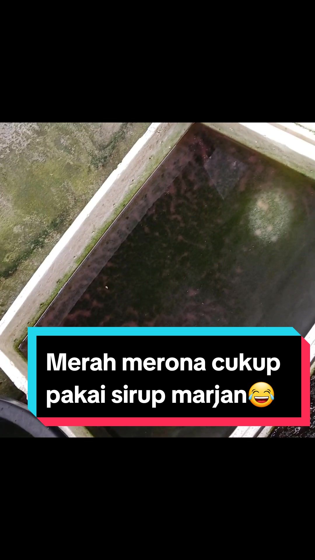 @Ga Guppy Farm