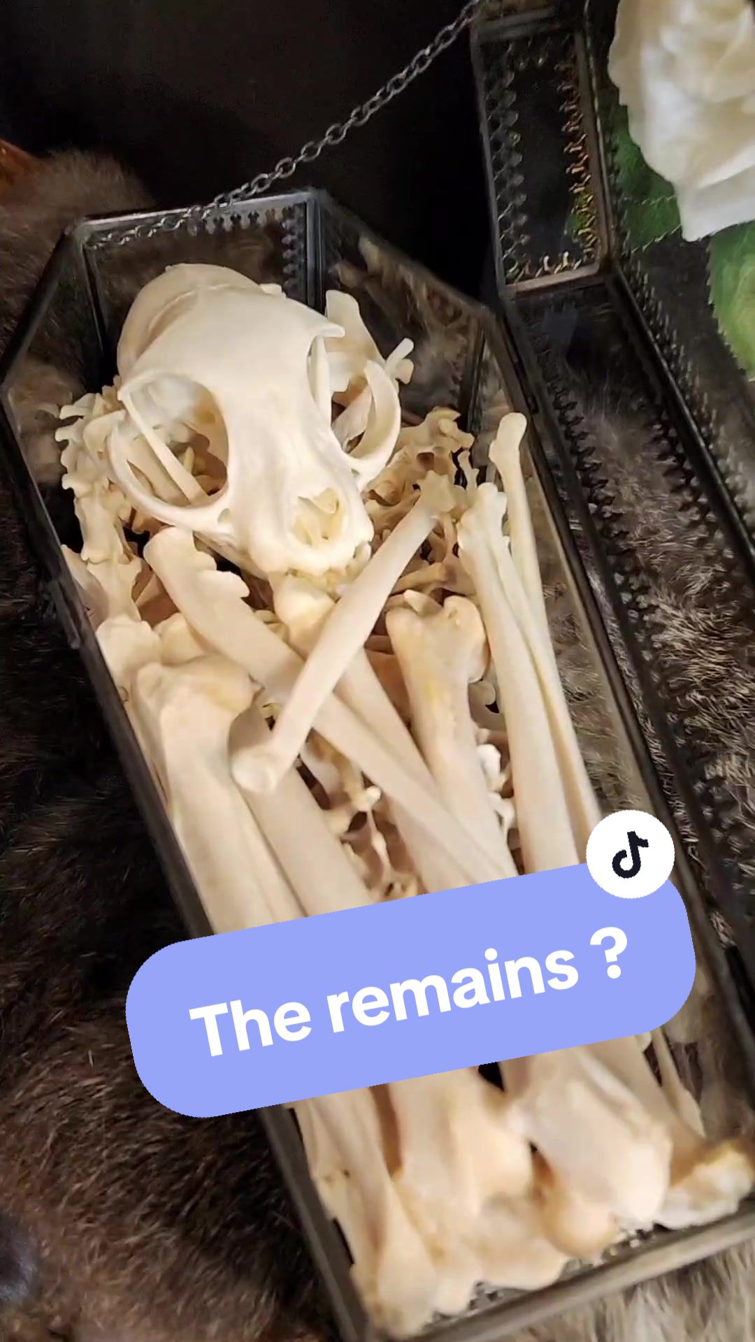 @May Jackalope Taxidermy 🇨🇦