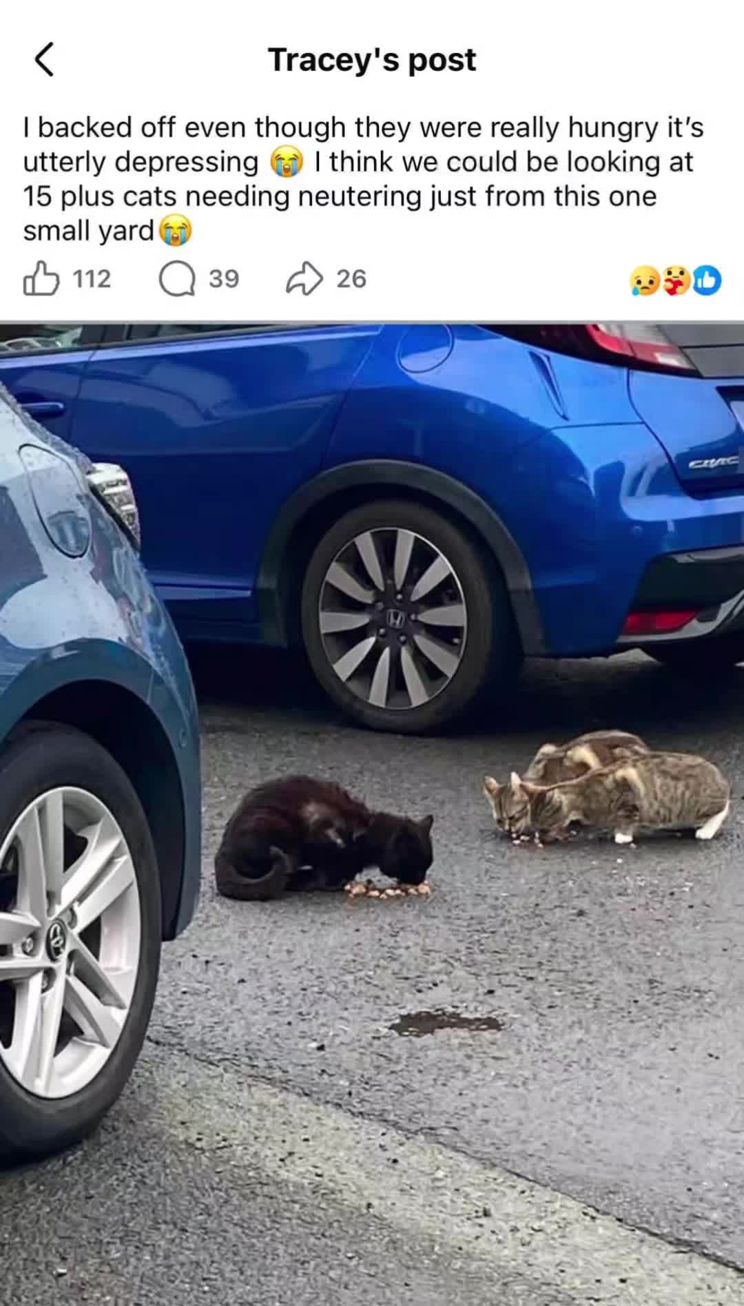 @Glossop Cat Rescue