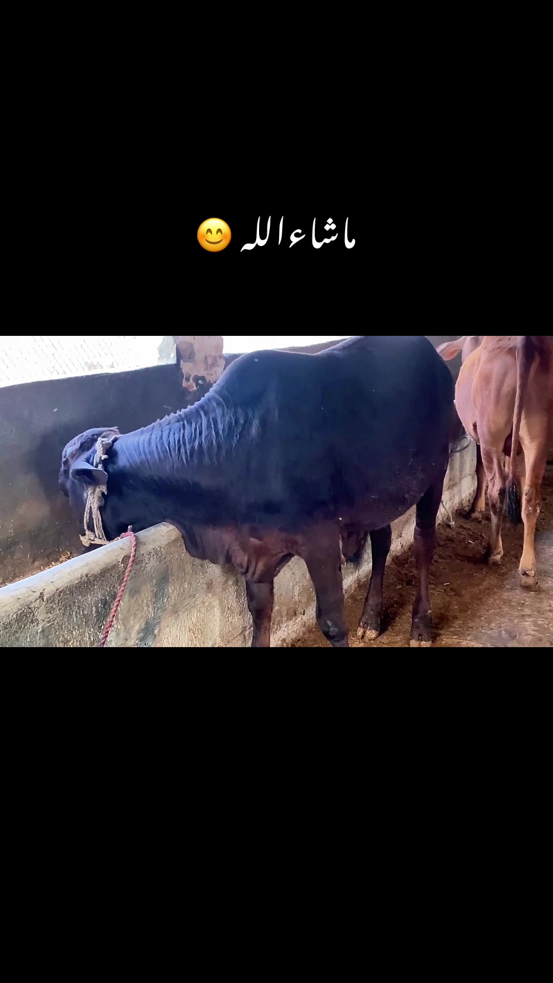 @Desi Life With Umar