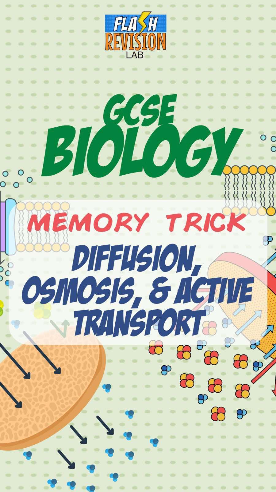 @FlashRevisionLab