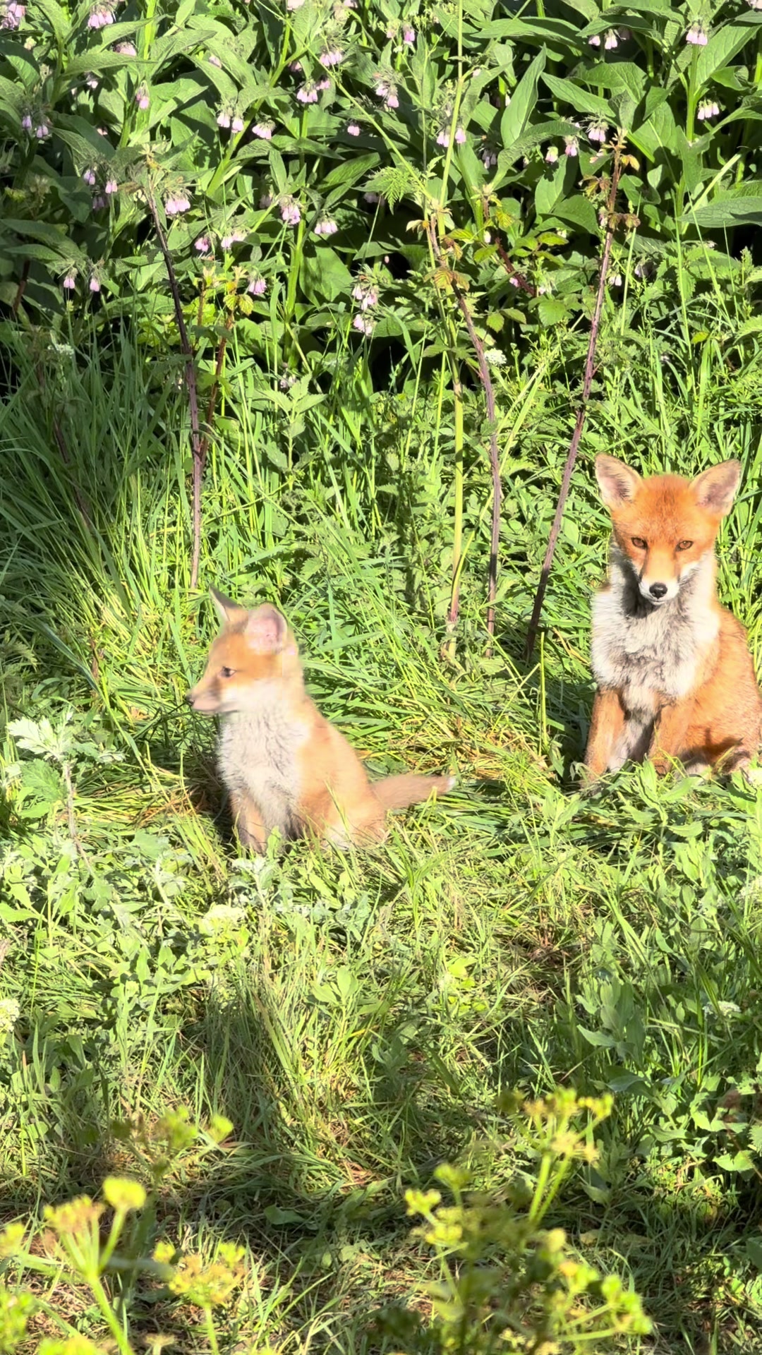 @gp_wildlife