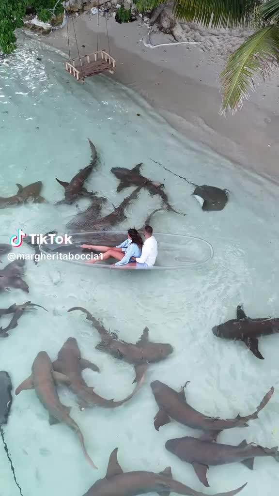 @wolf