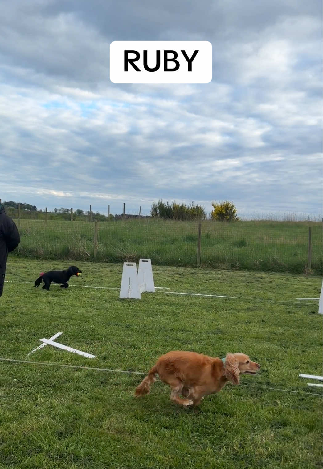 @Pawsitivity Flyball Team